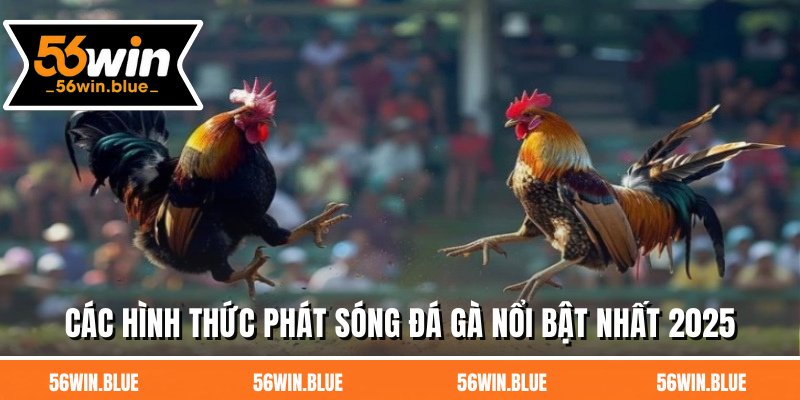 Các hình thức phát sóng đá gà nổi bật nhất 2025